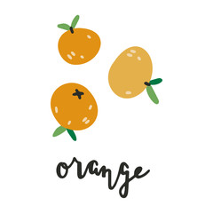 Vector hand drawn illustration of oranges, fresh orange citrus. Doodle icon in modern trendy flat cartoon style.
