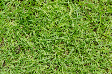 Green grass pattern and texture for background. Close-up