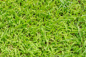 Green grass pattern and texture for background. Close-up