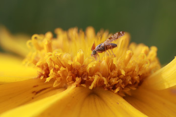 Fly insects