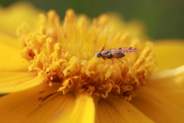 Fly insects