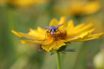 Fly insects