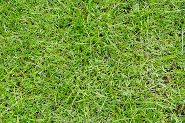 Green grass pattern and texture for background. Close-up