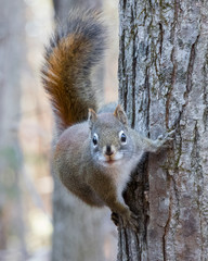 Squirrel clinging to tree trunk and looking into camera
