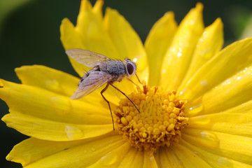 Fly insects