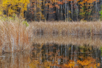 Colorful autumn scene of pond in forest