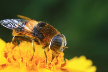 Phytomia zonata