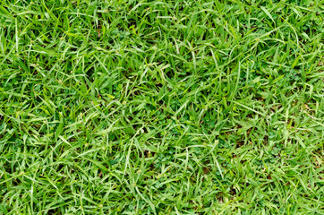 Green grass pattern and texture for background. Close-up