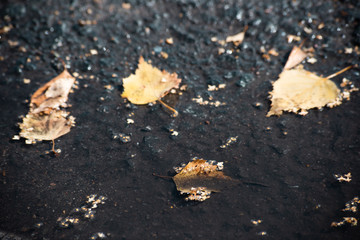 Autumn leaves in a dirty puddle on the pavement