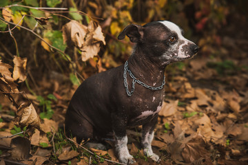 Funny Chinese bald dog with collar on autumn background