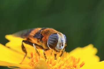 Phytomia zonata