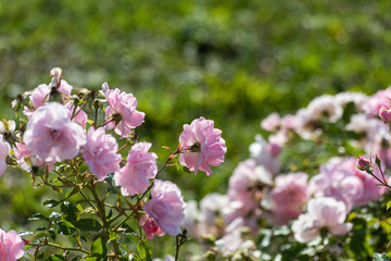 Tender pink flowers on a green background is close