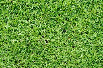 Green grass pattern and texture for background. Close-up