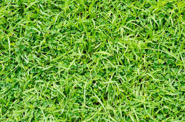 Green grass pattern and texture for background. Close-up