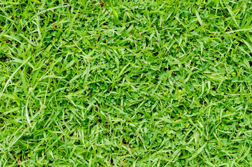 Green grass pattern and texture for background. Close-up