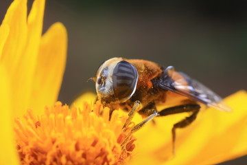 Phytomia zonata