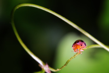 Beautiful macro of an orange Lady beetle (pres.Epilachna admirabilis) during a ecotourism jungle hike in Gunung Leuser National Park, Bukit Lawang, Sumatra, Indonesia