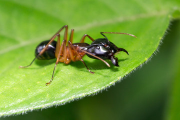 Beautiful macro of some sort of carpenter ant (Camponotus) during a ecotourism jungle hike in Gunung Leuser National Park, Bukit Lawang, Sumatra, Indonesia