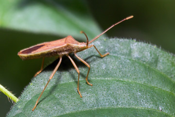 Beautiful macro of some sort of shieldbug (Pentatomidae) during a ecotourism jungle hike in Gunung Leuser National Park, Bukit Lawang, Sumatra, Indonesia