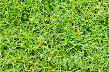 Green grass pattern and texture for background. Close-up