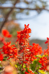 Bunch of red flowers blooming outdoors against red and blurred background，Salvia splendens Ker-Gawler