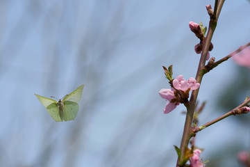 A butterfly in the summer in a garden