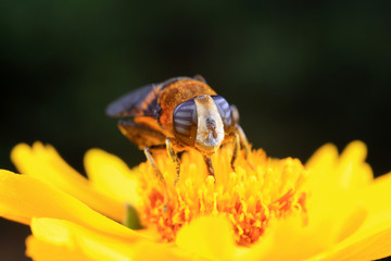 Phytomia zonata