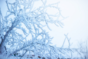 The frost on the branches of plants. Winter nature. Cold weather. Climate change