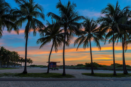 Silhouette Of Palm Trees At Pink Sunrise In Miami Beach, Florida, USA