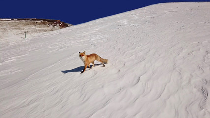 red fox, winter ski resort in Palandoken, Erzurum