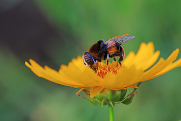 Phytomia zonata