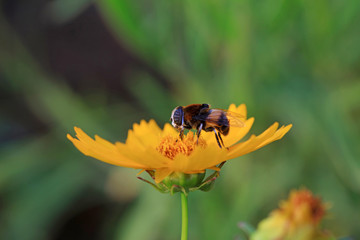 Phytomia zonata