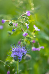 Wildblume