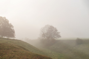 Obraz na płótnie Canvas Nebel und Baum