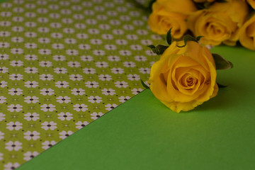 yellow flower on gren textured background with copy space for your text