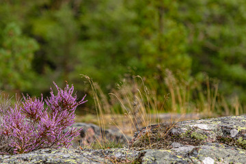 Close-up of blooming heather,  Nature, flora of the north