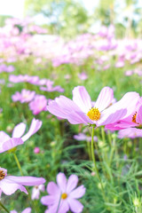 beautiful pink cosmos flower in garden