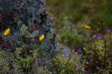 The nature of the islands of Finland, northern flora. Flora of islands in the Baltic Sea on the cliffs of the &Aring;land Islands in summer