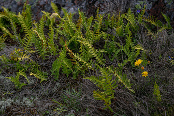 The nature of the islands of Finland, northern flora. Flora of islands in the Baltic Sea on the cliffs of the Åland Islands in summer