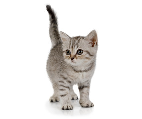 Sweet little grey kitten walks on white background