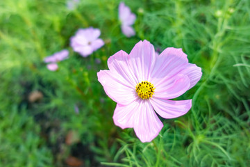 Fototapeta premium beautiful pink cosmos flower in garden