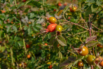 The nature of the islands of Finland, northern flora. Flora of islands in the Baltic Sea on the cliffs of the Åland Islands in summer