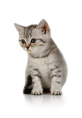Sweet little grey kitten sitting on white background