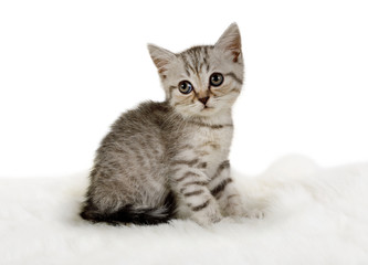 Lovely little grey kitten sitting on a white fur rug
