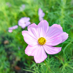 Obraz premium beautiful pink cosmos flower in garden