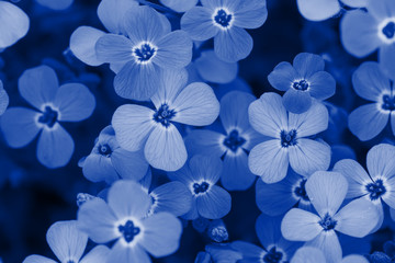 Background of small flowers. Shallow depth of field. Blue toned.