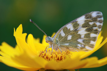 Obraz premium Cloud fendie