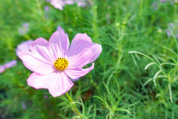 Obraz premium beautiful pink cosmos flower in garden