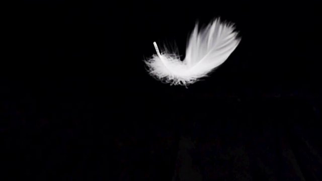 White feather dropped on a black background. Slow motion.
