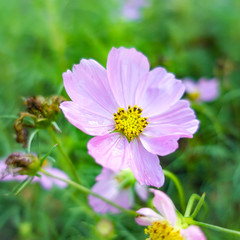 beautiful pink cosmos flower in garden